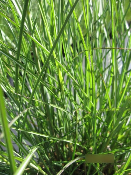 Miscanthus sinensis Yaku Jima1